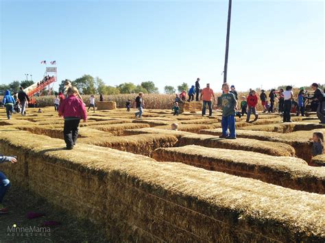 sever's corn maze mn|severs festival mn.